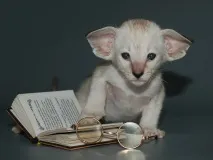 кошенят
