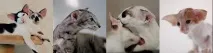 кошенят