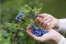 Чорниця Нельсон опис, фото сорту, відгуки фото