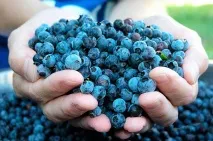 Чорниця Нельсон опис, фото сорту, відгуки фото
