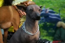 собак