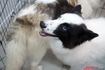 собак