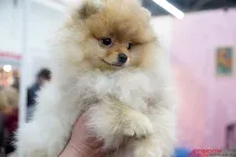 голі