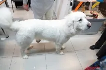 собак
