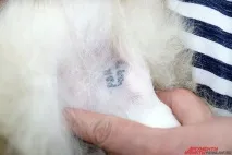 голі