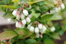 Чорниця Нельсон опис, фото сорту, відгуки чорниця