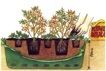 Чорниця Нельсон опис, фото сорту, відгуки опис