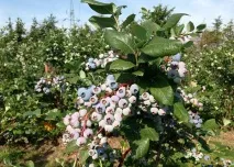 Чорниця Нельсон опис, фото сорту, відгуки опис