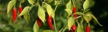 Горький перець - рецепти з фото, як приготувати, закрити та зберегти заготовки на зиму перець