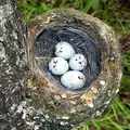 Кулемет анки () 6 букв - пошук слів по масці та визначенню, відповіді на сканворди анки