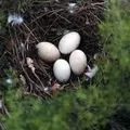 Кулемет анки () 6 букв - пошук слів по масці та визначенню, відповіді на сканворди анки