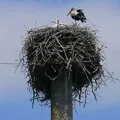 Кулемет анки () 6 букв - пошук слів по масці та визначенню, відповіді на сканворди букв
