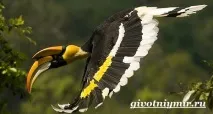 Птах носоріг носоріг