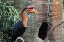 Птах носоріг птах