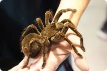 Theraphosa blondi Theraphosa blondi