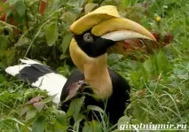Птах носоріг калао