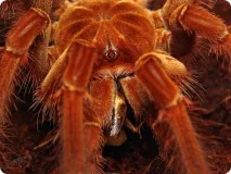 превод руски английски Theraphosa blondi