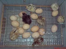 Інкубатор своїми руками, Зроби сам інкубатор