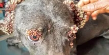 гризачи гризачи