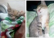 Історія порятунку одного кошеня одного