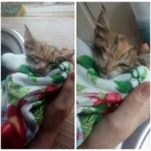 Історія порятунку одного кошеня мила