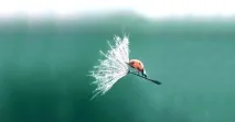 какво