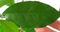 визначити