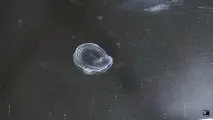 стъкло поправите