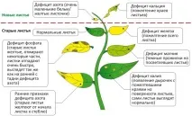 визначити