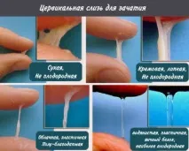 Як найточніше визначити день овуляції в домашніх умовах найточніше