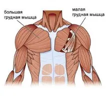 гръдния мускул гръдния мускул