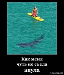 акула почти