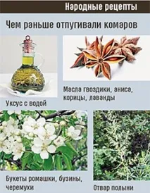 Як позбутися підвальних комарів у квартирі чи будинку, Майстер комарів