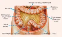 извършва дебелото черво