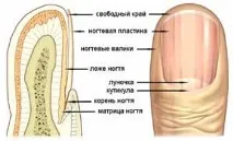причини бавен