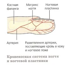 бавен растат