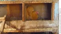 Як я стала пташницею стала