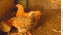 Як я стала пташницею було