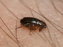 народни бълхите