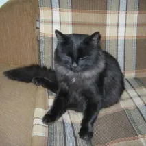 котка след