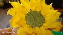 Керамічна флористика керамічна