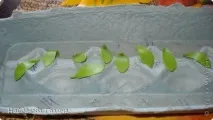 Керамічна флористика робила
