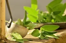 Катаракта лікування народними засобами без операції народними