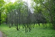 Катальпа - Листяні дерева та чагарники - Декоративні дерева та чагарники чагарники