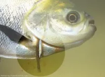 кандиру