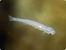 кандиру сома