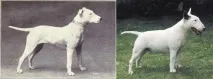 доведоха какво