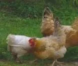 пилета костно брашно