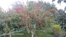 Компот із яблук сорту - Китайка, Країна Майстрів сорту
