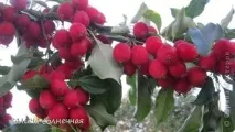 Компот із яблук сорту - Китайка, Країна Майстрів країна
